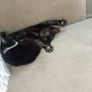 kittens Image 2
