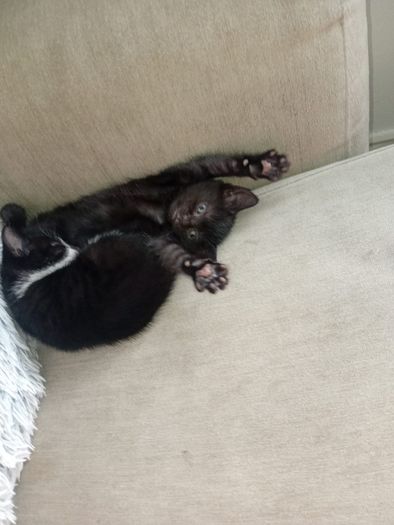 kittens