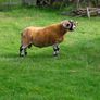 Lanark Shearling rams Image 3