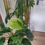 tall Madagascar Dragon Tree (Dracaena marginata), monstera, Peace Lily plant in the black  plastic pot container Image 9