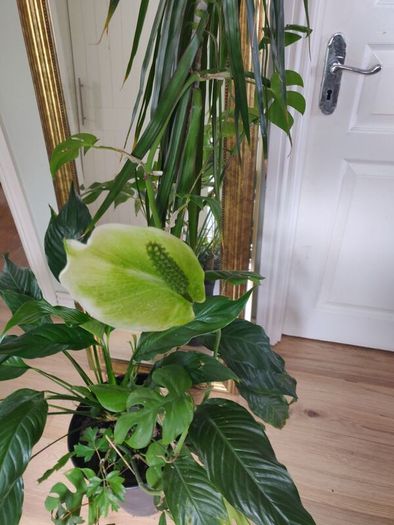 tall Madagascar Dragon Tree (Dracaena marginata), monstera, Peace Lily plant in the black  plastic pot container