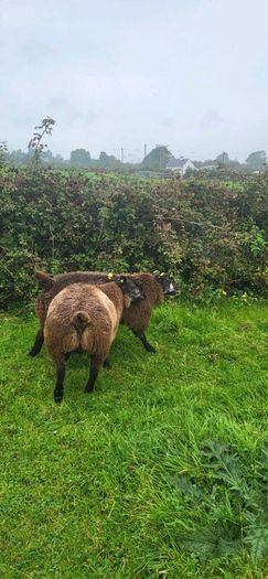 Blue Texel PBR Ram Lambs SIS elegible