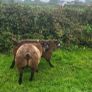 Blue Texel PBR Ram Lambs SIS elegible Image 3