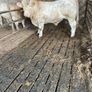 2 super purbread ch bulls very easy calving Image 5