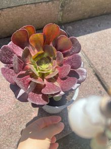 plant