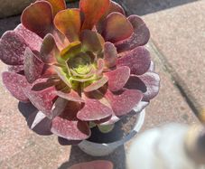plant