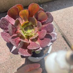 plant