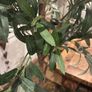 Very large beautiful faux olive tree Image 9