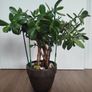 Jade plant Image 3