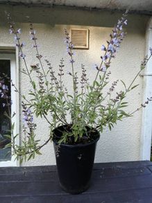 Sage Plant