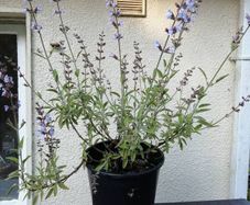 Sage Plant