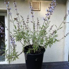 Sage Plant
