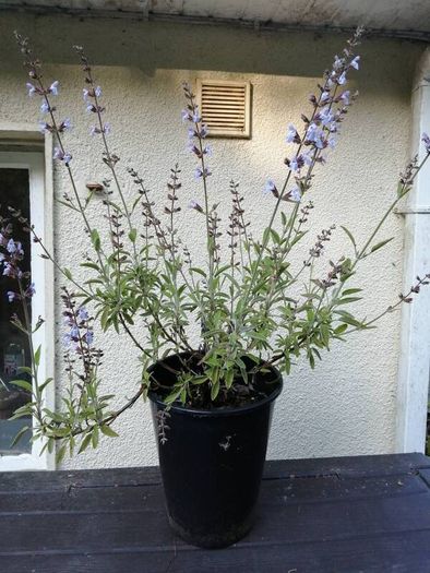 Sage Plant