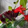 Aeschinantus Mona Lisa. Lipstick plant. House plant. Image 2