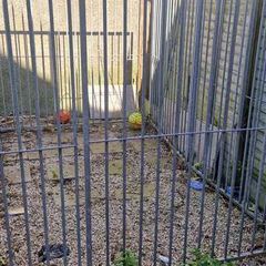 Dog run galvanised 2x3 meter
