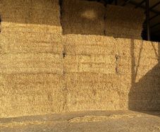 Barley straw 8x4x3