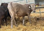 10 Charolais and Limousin Weanlings
