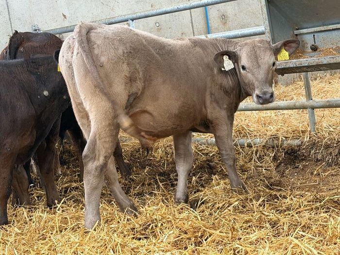 10 Charolais and Limousin Weanlings
