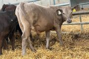 10 Charolais and Limousin Weanlings