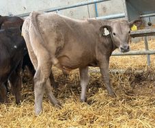 10 Continental Bull Weanlings