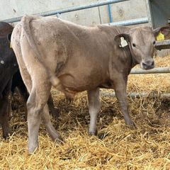 10 Continental Bull Weanlings