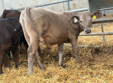 10 Continental Bull Weanlings