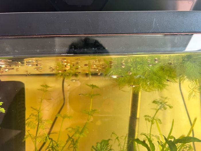 fish