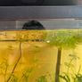 fish Image 6