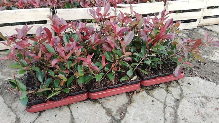 Red Robin Hedging