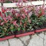 Red Robin Hedging Image 3