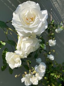 Climbing Rose - Iceberg