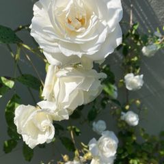 Climbing Rose - Iceberg