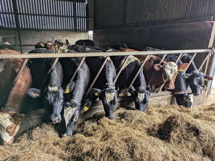Yearling Heifers