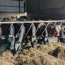 Yearling Heifers Image 4