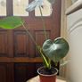 Monstera Deliciosa Image 2