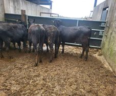6 Aberdeen Angus heifers
