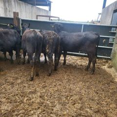 6 Aberdeen Angus heifers