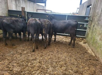 6 Aberdeen Angus heifers