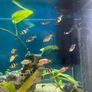 125 Litre Tank Setup Image 4