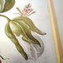 botanical print of passion flowers by Maria Merian by Amazing Rare Things Image 7