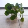 Chinese Money Plants - Pilea peperomioides Image 6