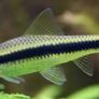 tropical fish Image 4