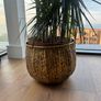 3 Plants w/ Pots (bundle or individual) Image 7