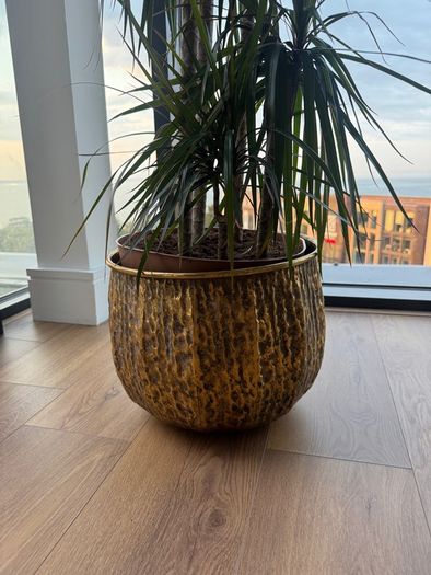 3 Plants w/ Pots (bundle or individual)