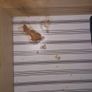 Ikea Hemnes Chest of 6 Drawers Image 5