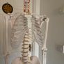 medical skeleton Image 2
