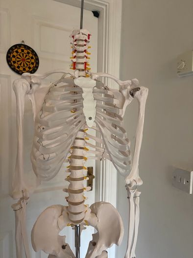 medical skeleton