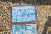 horse prints