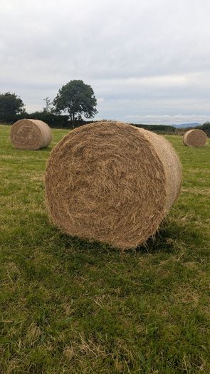 Excellent Quality Hay Bales