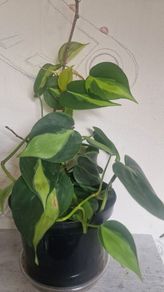 Philodendron Scandens Brasil - Heartleaf Philodendron